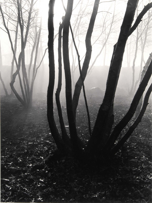 Trees in Fog