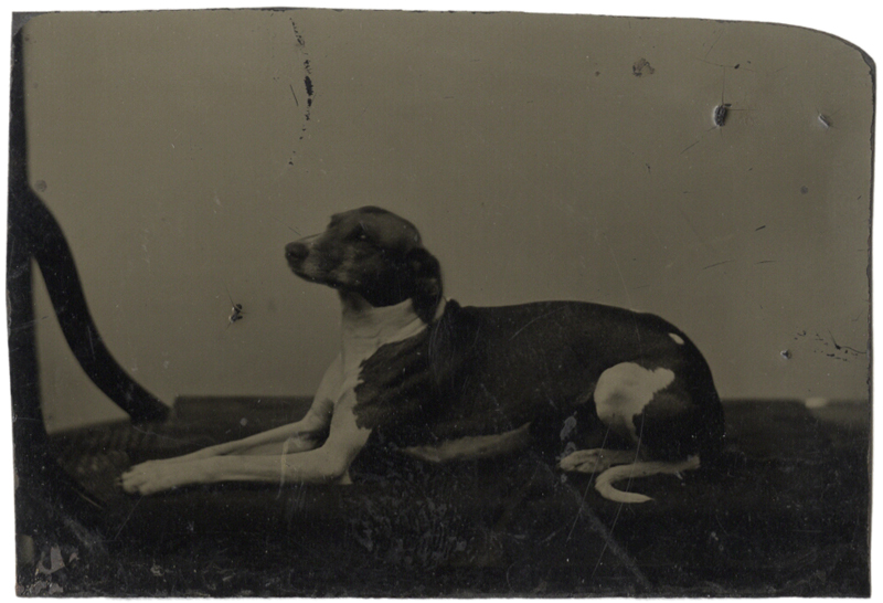 Anonymous, American - Dog Lying on the Floor