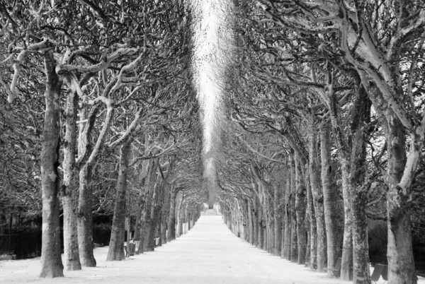 Stanko Abadzic, Trees and Snow (from the Paris Cycle).