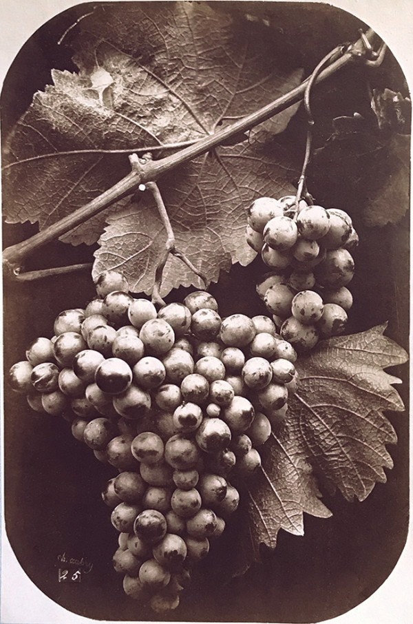 Charles Hippolyte Aubry: A Bunch of Grapes. Albumen print from wet plate negative, 13-3/8 x 10-3/8 in. (340 x 265 mm), 1864c/1864c, on original mount. Charles Hippolyte Aubry: A Bunch of Grapes. Albumen print from wet plate negative, 13-3/8 x 10-3/8 in. (340 x 265 mm), 1864c/1864c, on original mount.