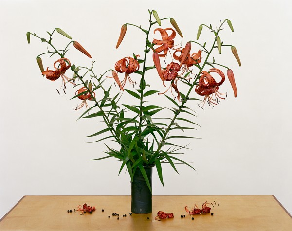Paula Chamlee: From the series "From the Field." "Turk’s Cap Lily, 2013” . Pigment ink print on archival paper, 50 x 65 in. (1270 x 1651 mm), 2013/2018, on di-bond with wood framework on verso. 15873.
