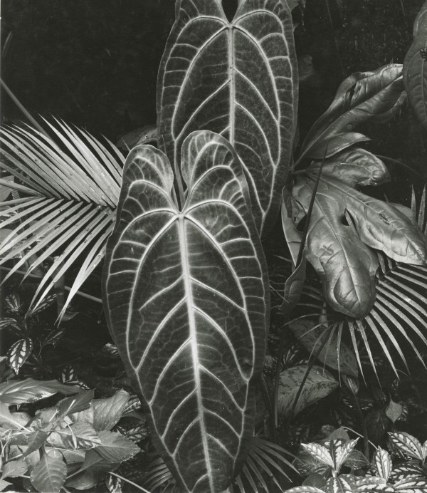 Brett Weston, Leaf Cluster, Hawaii, 1978, Silver print, at Photo Review auction.