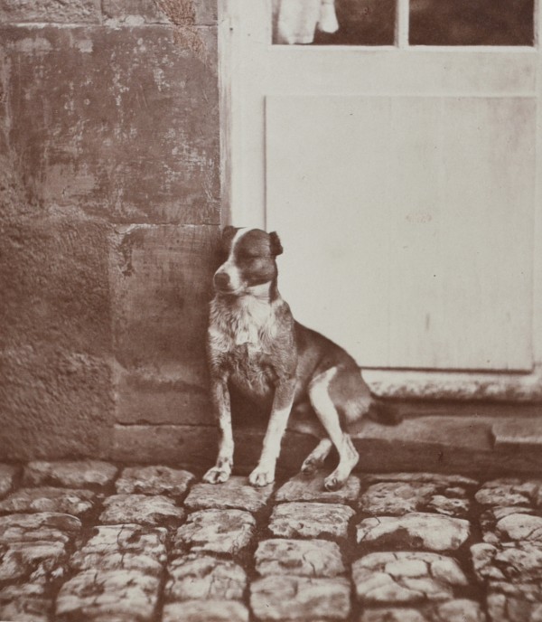 Count Olympe Aguado, Portrait of a Hunting Dog in front of Doorway, Lightly albumenized salt print from wet plate negative on original mount, 1855c.