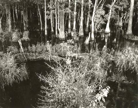 Paula Chamlee: Swamp (Bayou Le Batre), Alabama #3. Silver print, 3-3/4 x 4-3/4 in. (95 x 121 mm), 1989/1989, on original mount. 7224.