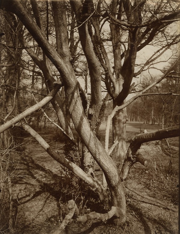 Eugene Atget, Arbre, St. Cloud, Silver print, ca. 1922 (at Lee Gallery, Booth 212)