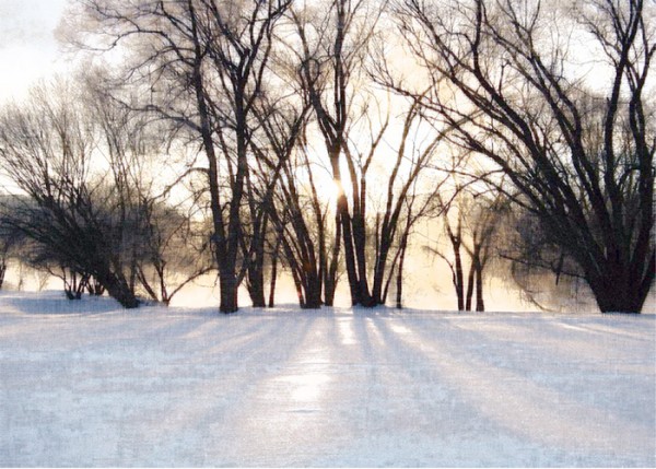 Lisa Holden, Trees in Snow