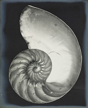 The Top Lot, Edward Weston's Nautilus Shell, sold for $461,000